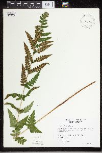 Dryopteris cristata image