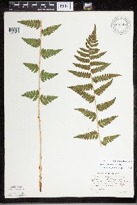 Dryopteris cristata image