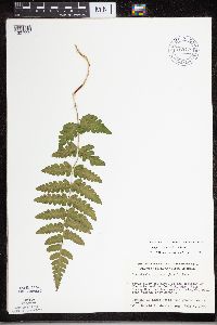 Dryopteris cristata image