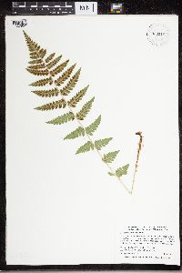 Dryopteris cristata image