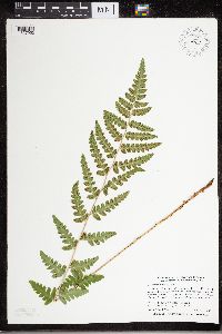 Dryopteris cristata image