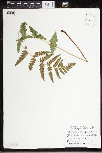 Dryopteris cristata image