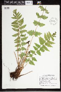 Dryopteris cristata image