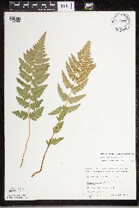 Dryopteris cristata image