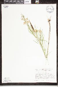 Asclepias verticillata image