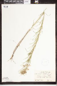 Asclepias verticillata image