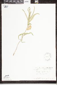 Image of Asclepias viridiflora