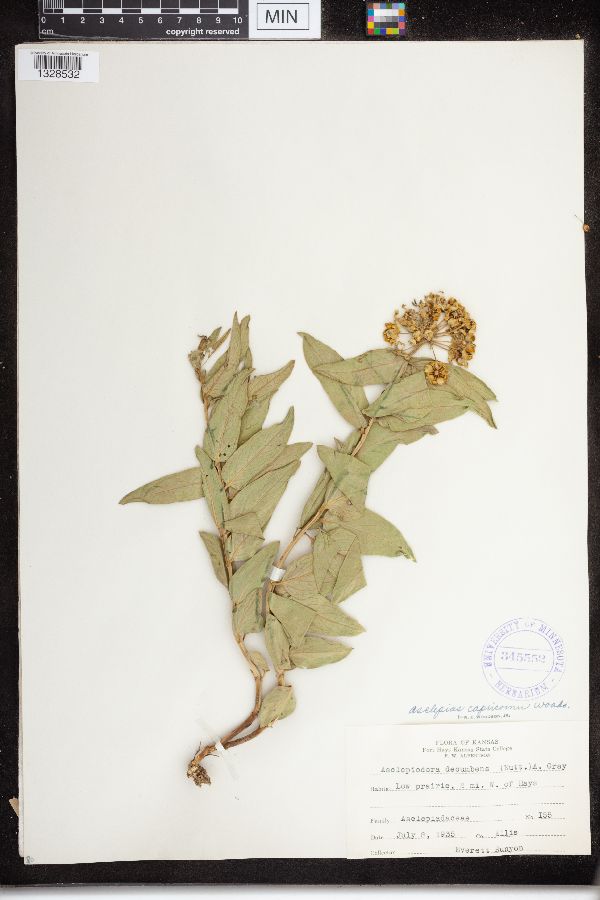 Asclepias asperula subsp. capricornu image