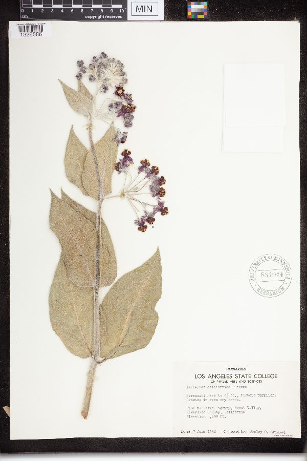 Asclepias californica image