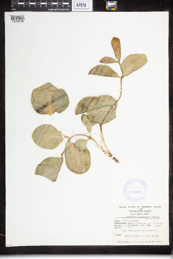 Asclepias cryptoceras image