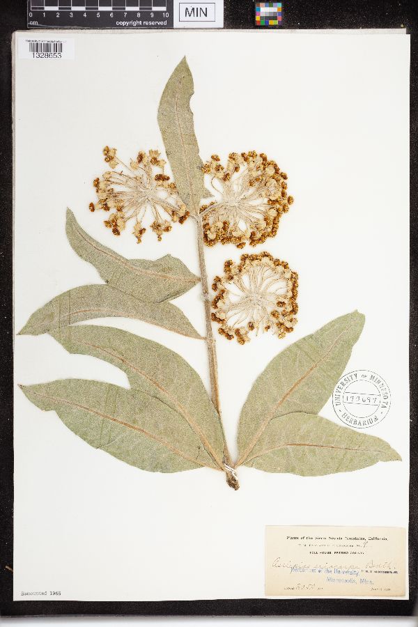 Asclepias eriocarpa image