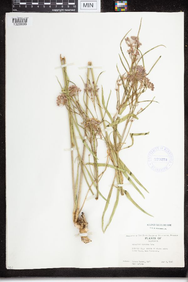 Asclepias fascicularis image
