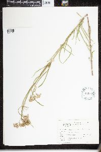 Asclepias fascicularis image