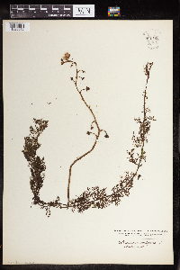 Utricularia vulgaris image