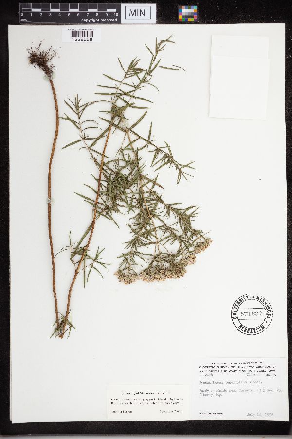 Pycnanthemum tenuifolium image