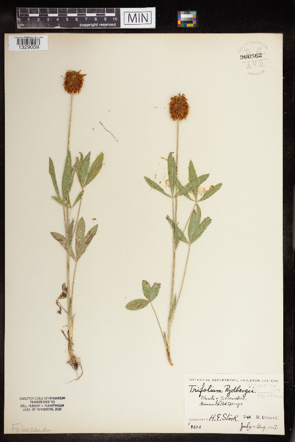 Trifolium rydbergii image