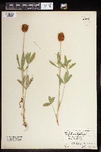 Image of Trifolium rydbergii