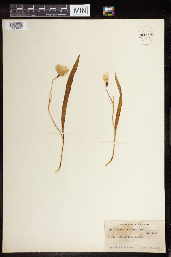 Calochortus elegans image