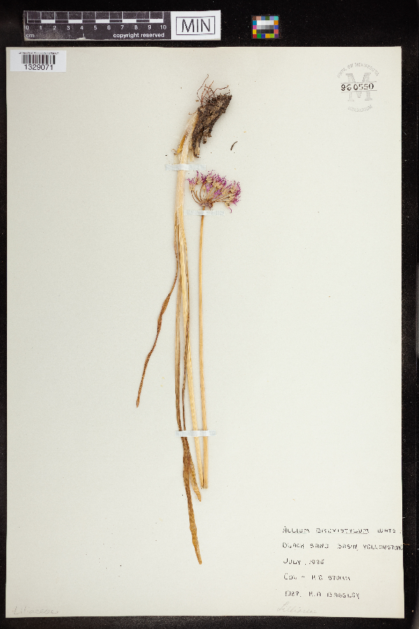 Allium brevistylum image