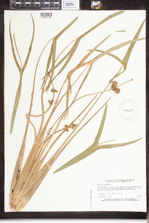 Sagittaria latifolia image