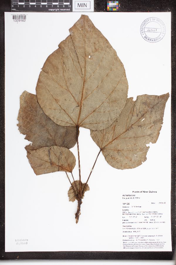 Pangium edule image