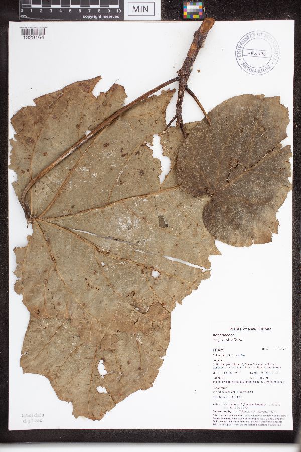 Pangium edule image