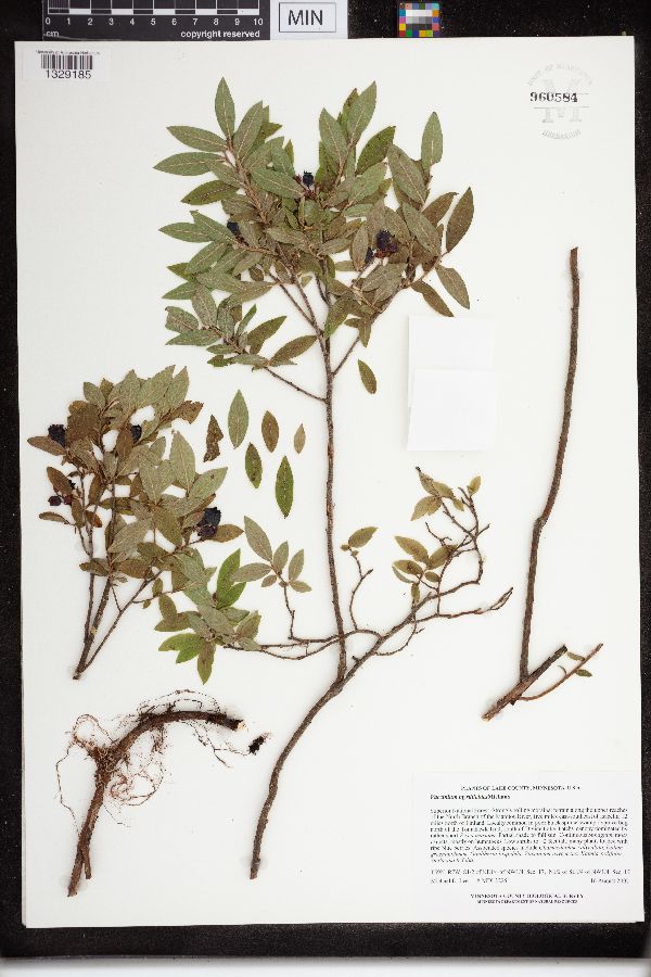 Vaccinium myrtilloides image