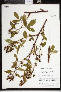 Rubus canadensis image