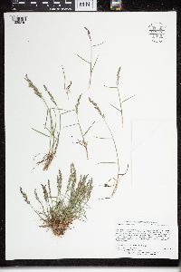 Poa glauca subsp. glauca image
