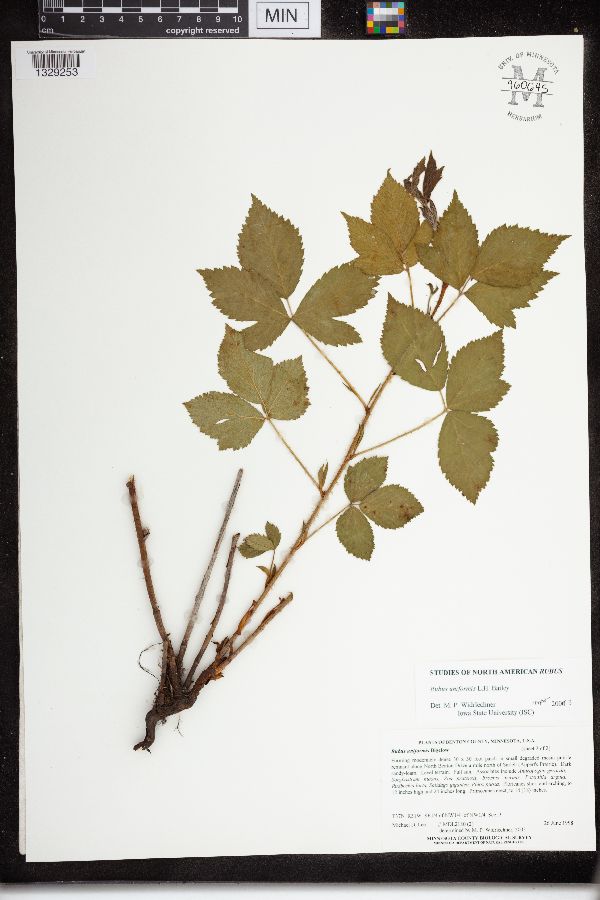 Rubus uniformis image