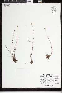 Juncus stygius image