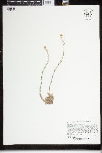 Image of Draba cana