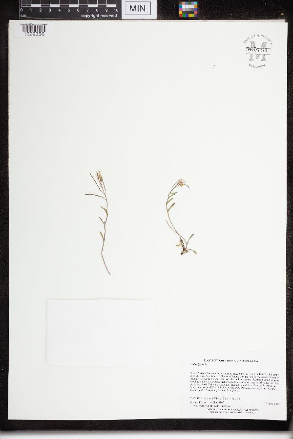 Arabidopsis lyrata subsp. lyrata image