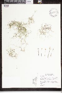 Utricularia gibba image