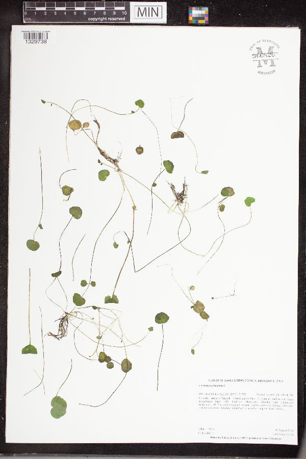 Cardamine pratensis image