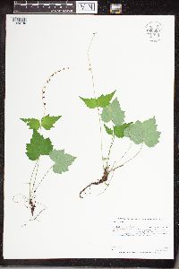 Mitella diphylla image