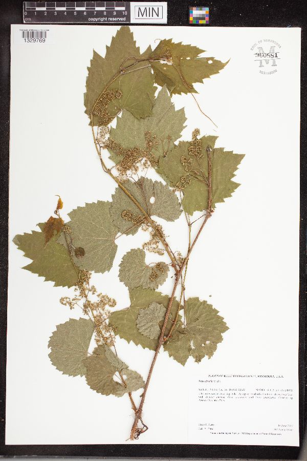 Vitis riparia image