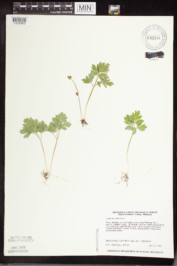 Adoxa moschatellina image