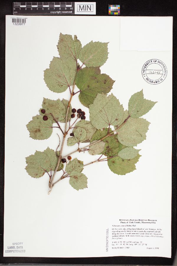 Viburnum edule image