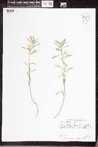 Image of Oenothera serrulata