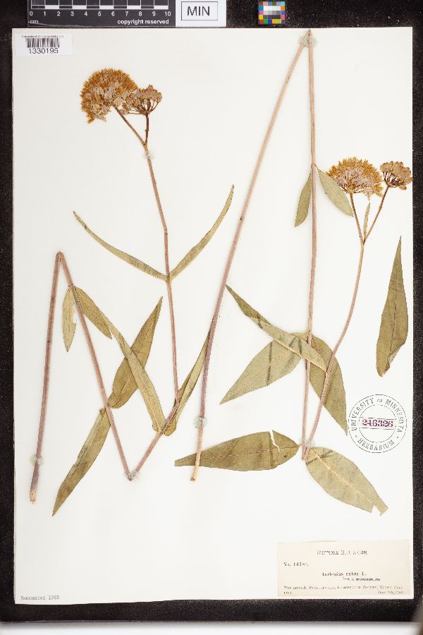 Asclepias rubra image