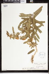 Asclepias tuberosa image