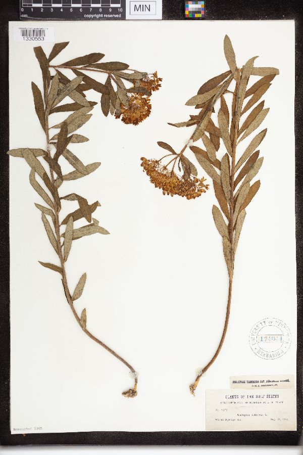Asclepias tuberosa subsp. tuberosa image