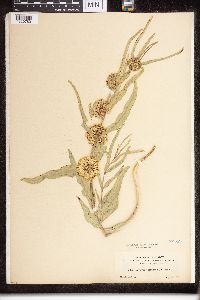 Asclepias viridiflora image