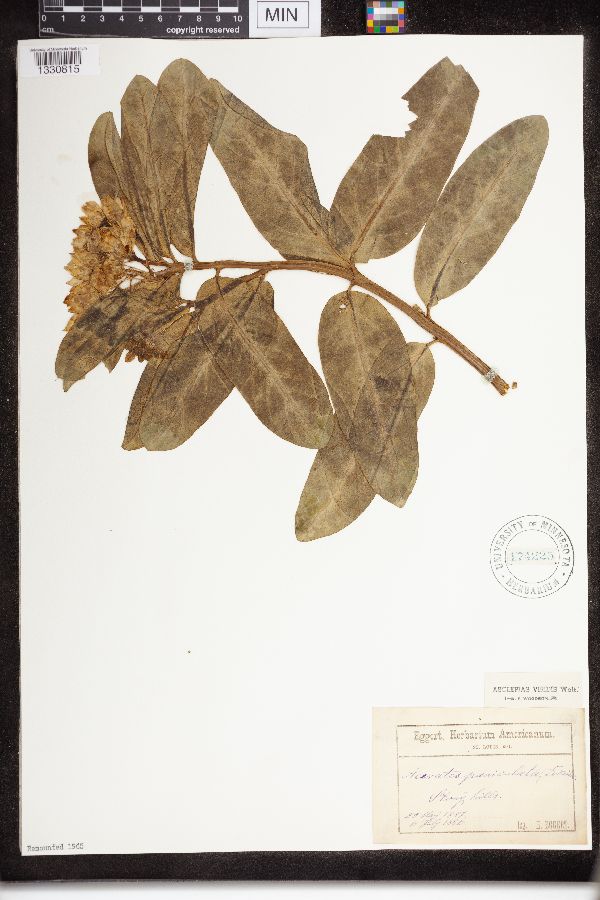 Asclepias viridis image