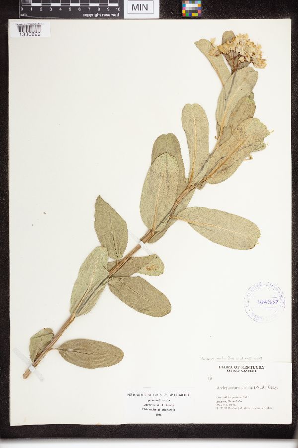 Asclepias viridis image