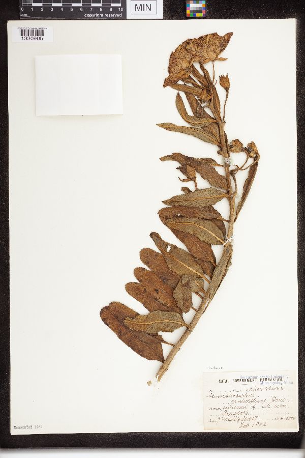 Asclepias grandiflora image