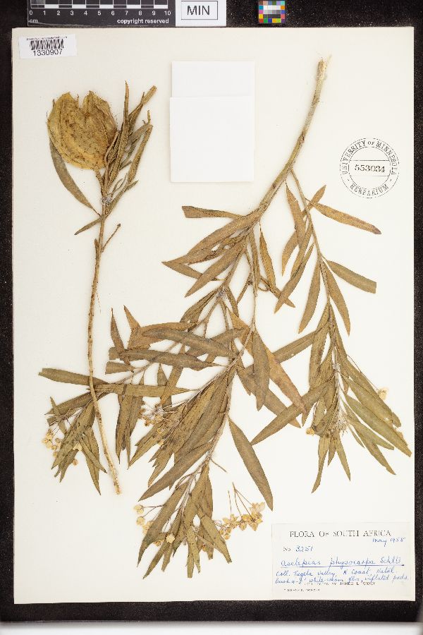 Asclepias physocarpa image