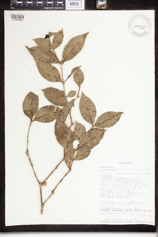 Carissa sessiliflora image