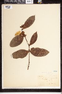 Melodinus australis image